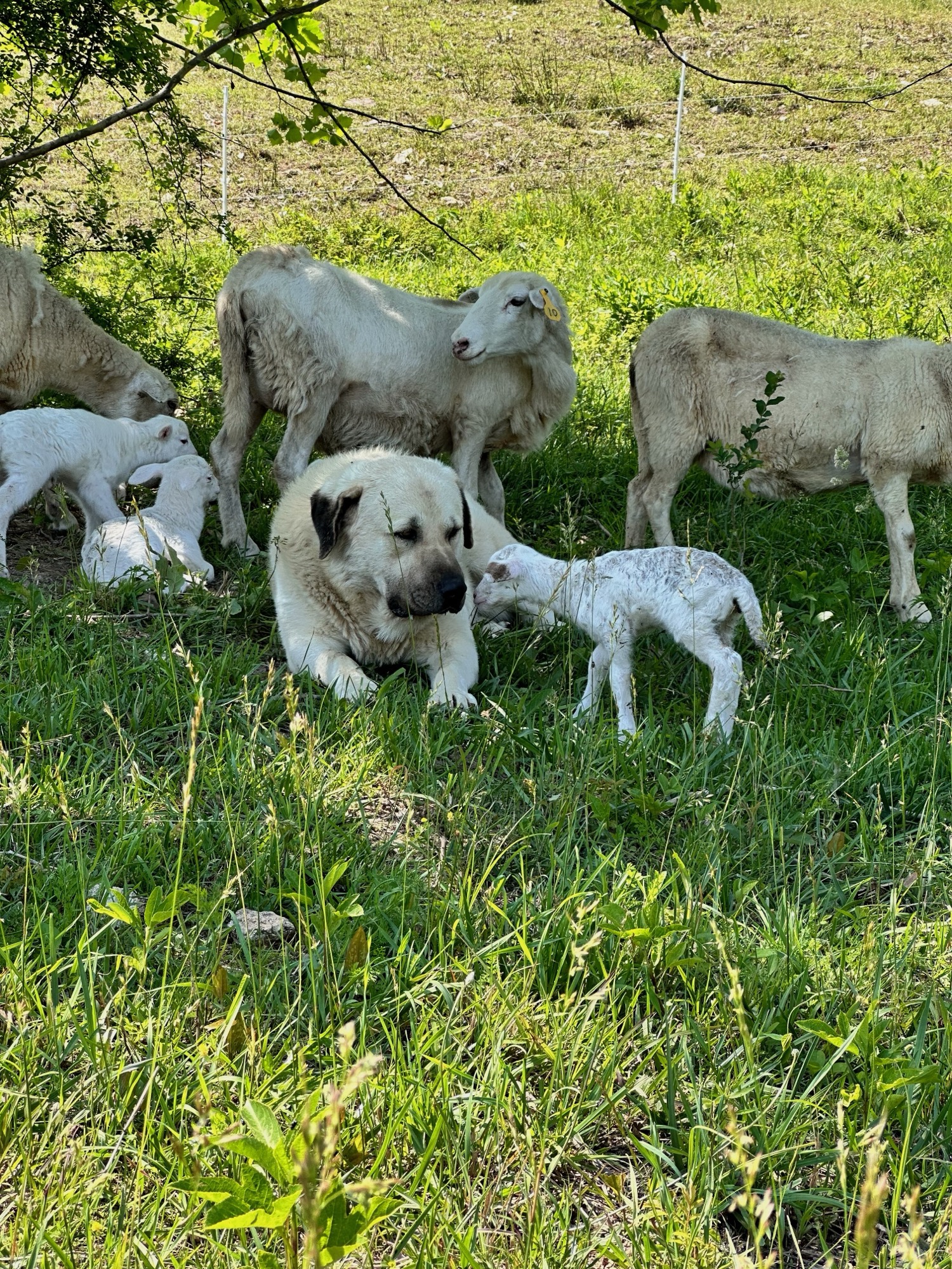 Male Pyrenees/Anatolian Shepherd livestock guardian dog watching his flock